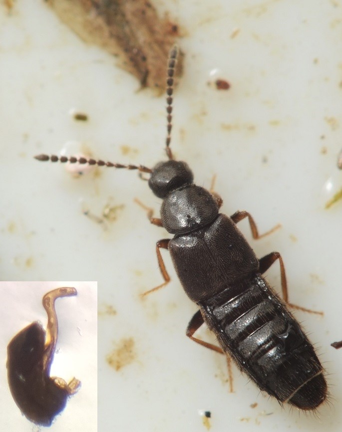 Atheta volans (Atheta volans)