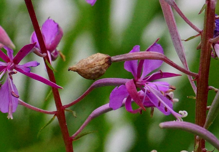 Dasineura epilobii (Dasineura epilobii)