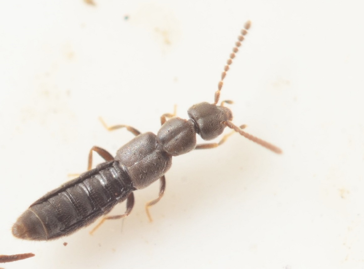 Myrmecopora lohmanderi (Myrmecopora sulcata)