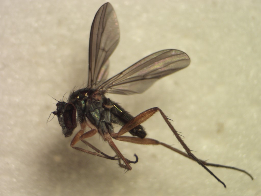 Sympycnus aeneicoxa (Sympycnus aeneicoxa)