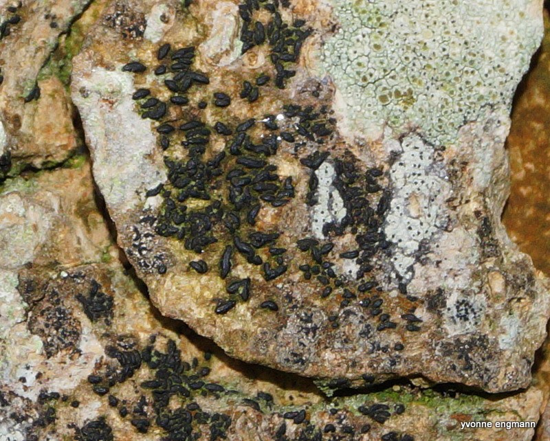 Hysterium angustatum (Hysterium angustatum)