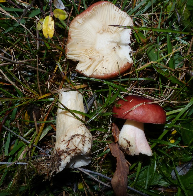 Pile-Skørhat (Russula subrubens)