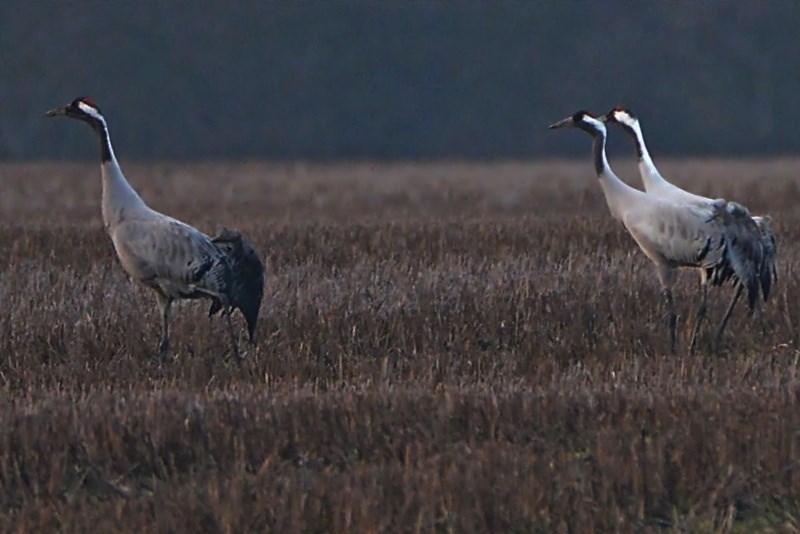 Trane (Grus grus)