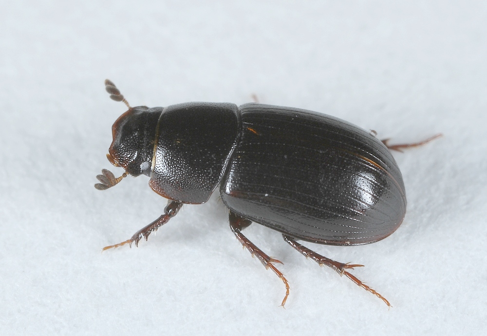 Aphodius nemoralis (Aphodius nemoralis)