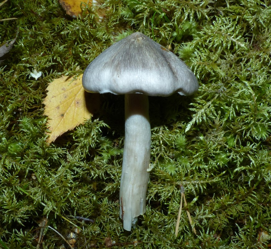 Nålestribet Ridderhat (Tricholoma virgatum)