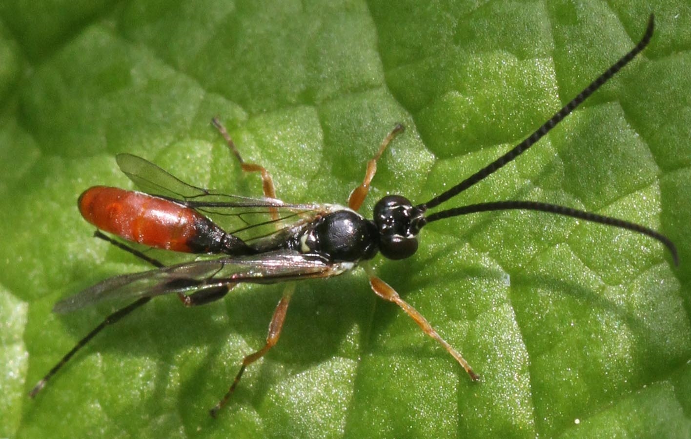 Crypteffigies lanius (Crypteffigies lanius)