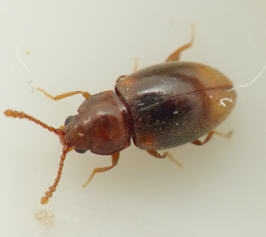 Atomaria ornata (Atomaria ornata)