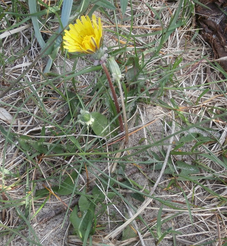 Skagen-Sandmælkebøtte (Taraxacum latulum)