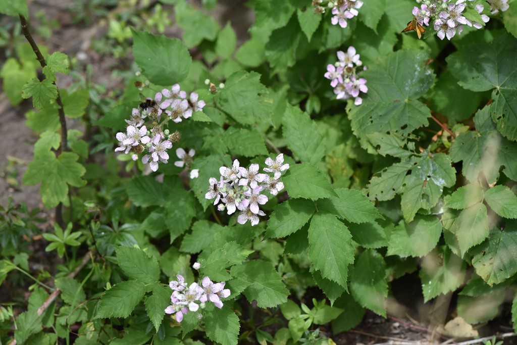 Duskblomstret Brombær (Rubus grabowskii)