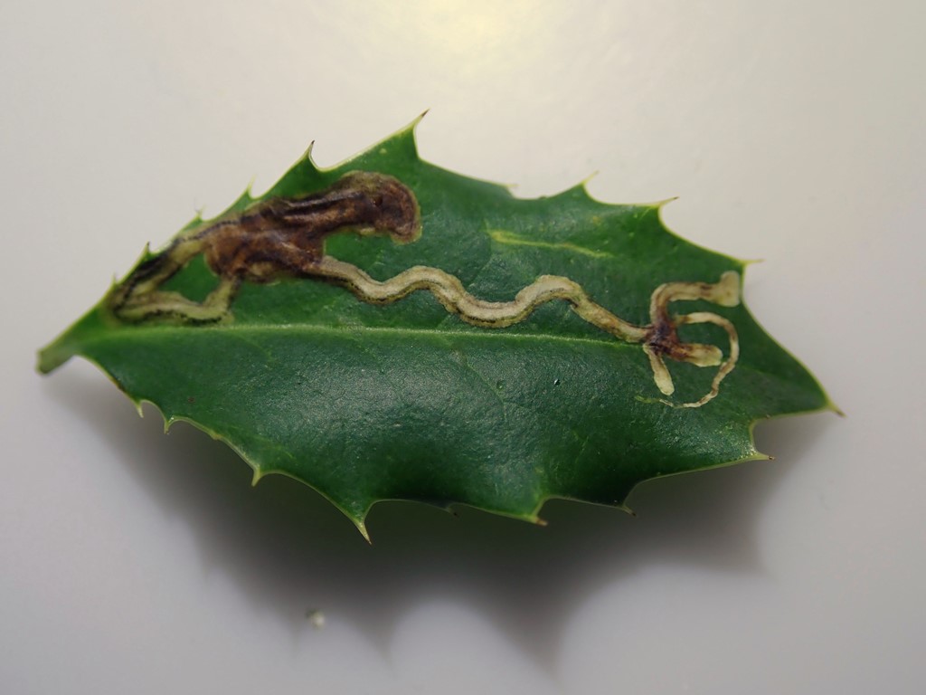 Metriochroa latifoliella (Metriochroa latifoliella)