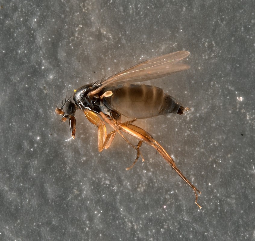 Triphleba minuta (Triphleba minuta)