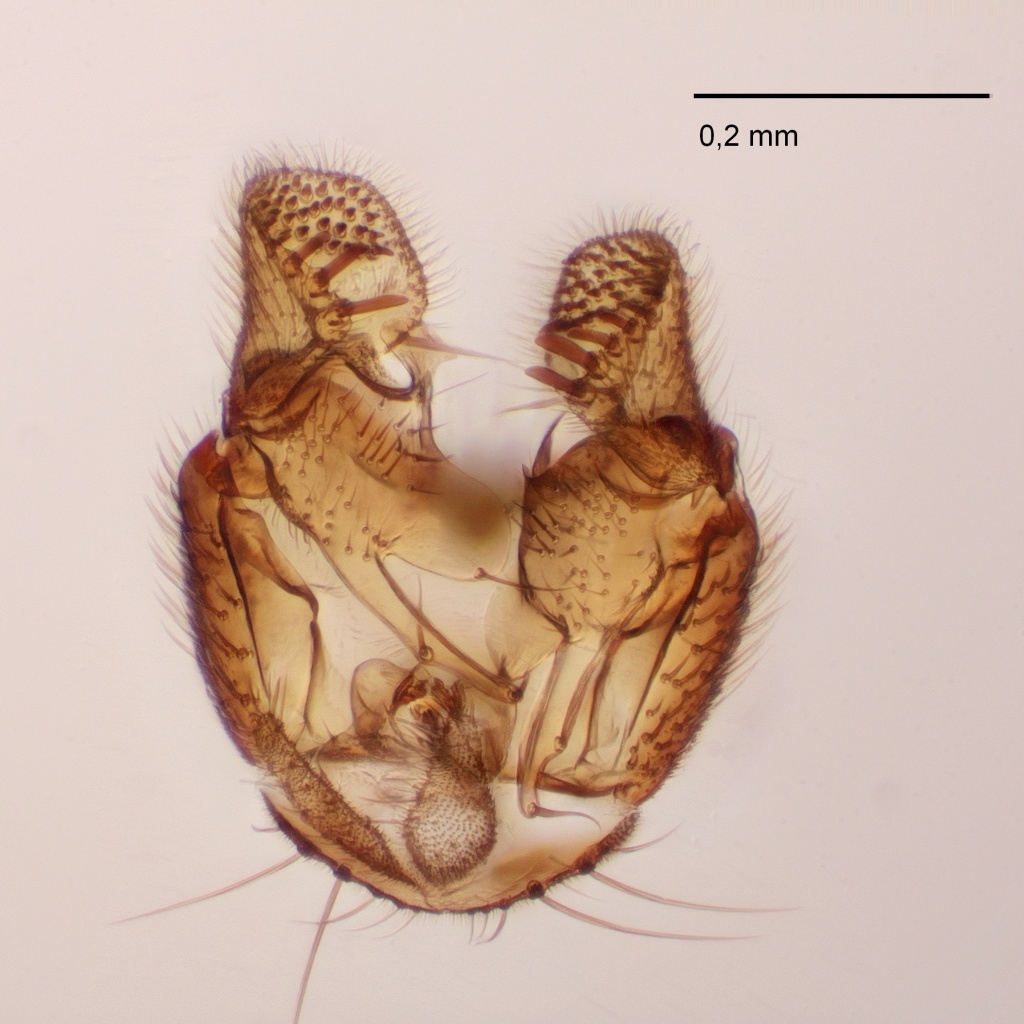Mycetophila strigatoides (Mycetophila strigatoides)