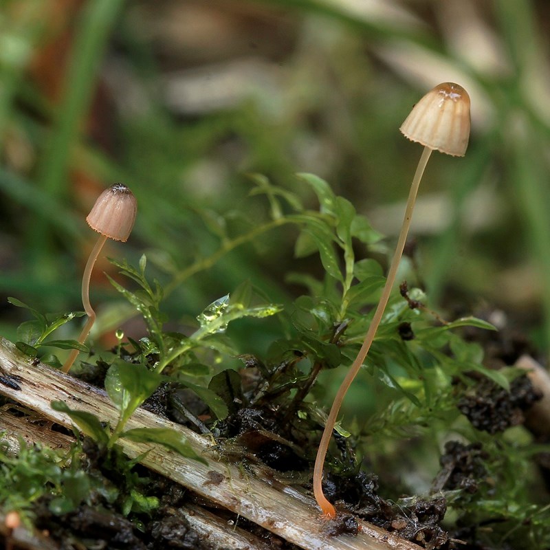 Bregne-Huesvamp (Mycena pterigena)