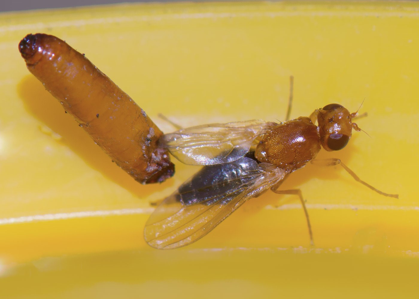 Chamaepsila bicolor (Chamaepsila bicolor)
