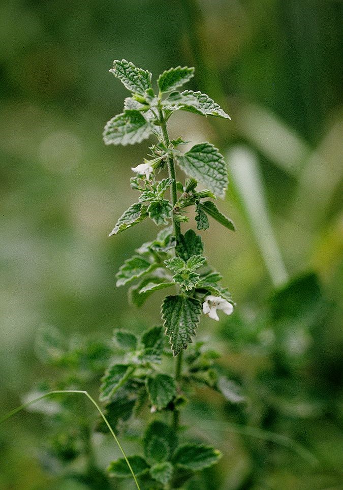Hvid Tandbæger (Ballota nigra ssp. foetida)