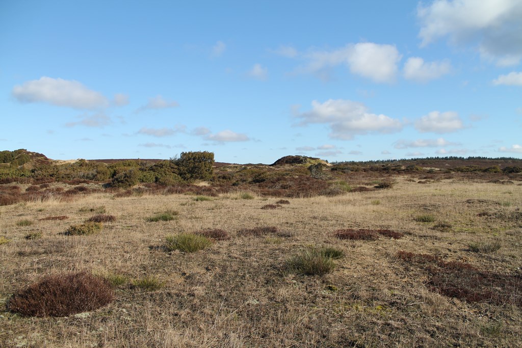 Gyvel, Horisontal Form (Cytisus scoparius ssp. scoparius f. horizontalis)