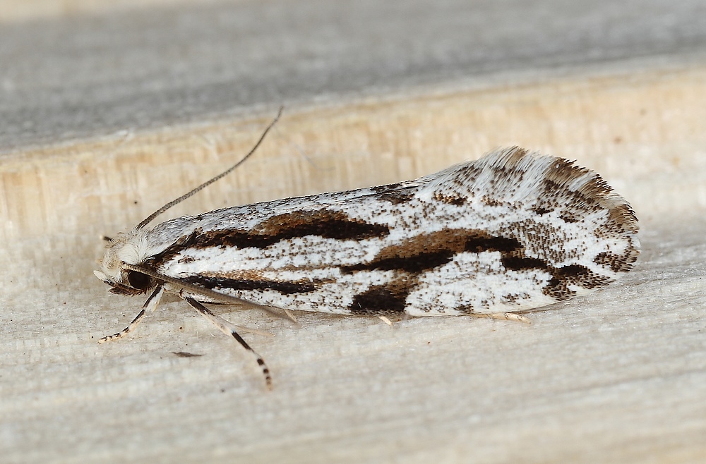Archinemapogon yildizae (Archinemapogon yildizae)