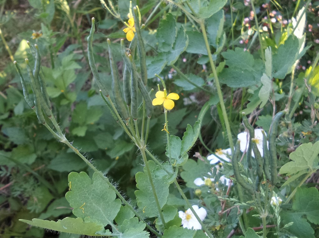 Svaleurt (Chelidonium majus)