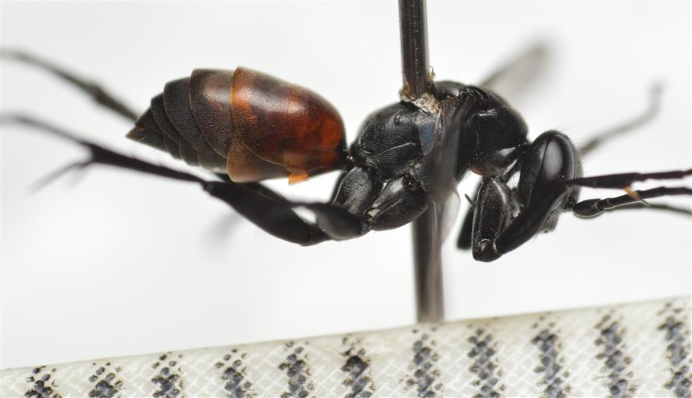 Arachnospila sp. (Arachnospila sp.)