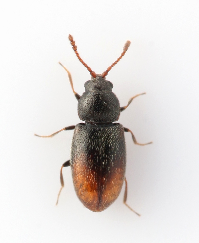 Atomaria peltata (Atomaria peltata)