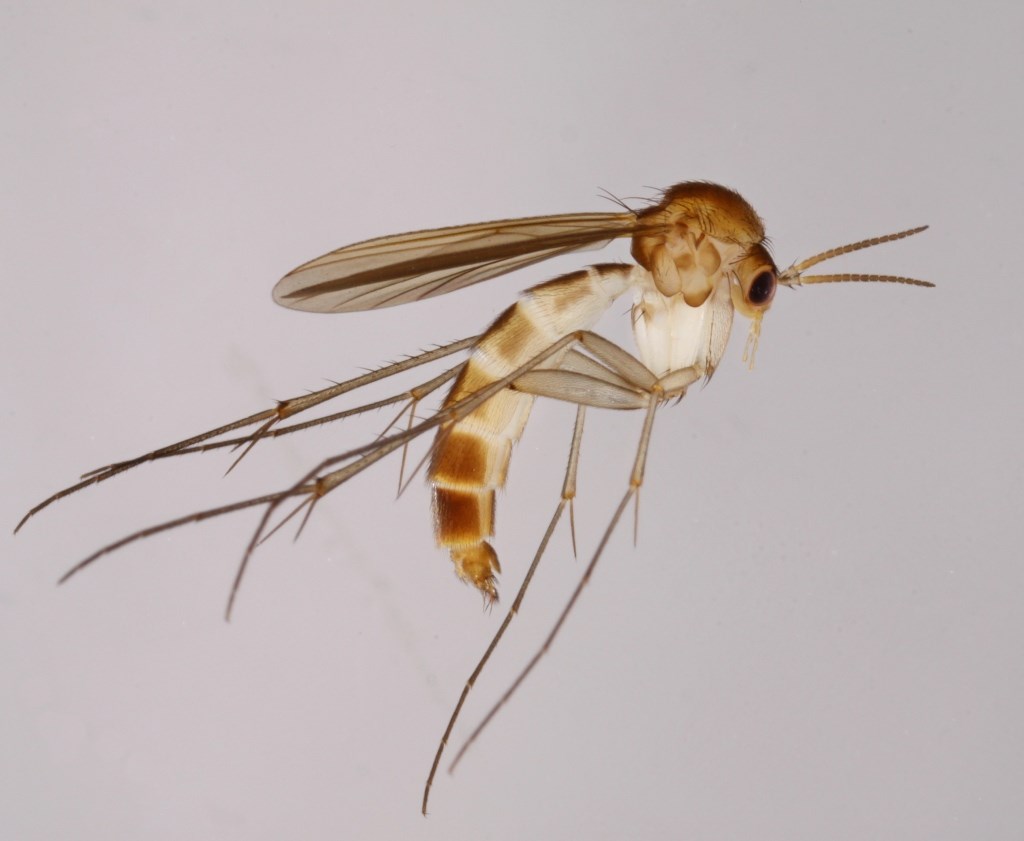 Exechia seriata (Exechia seriata)