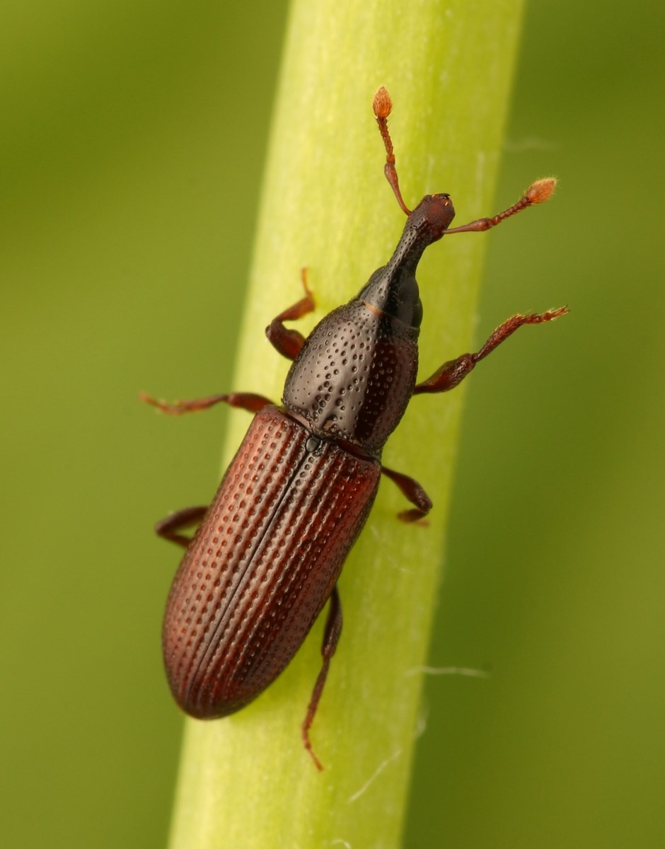 Cossonus linearis (Cossonus linearis)