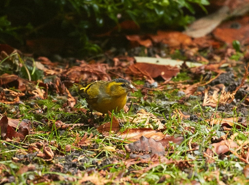 Grønsisken (Carduelis spinus)