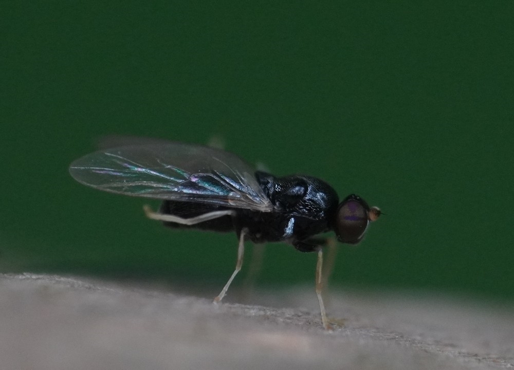 Neopachygaster meromelas (Neopachygaster meromelas)