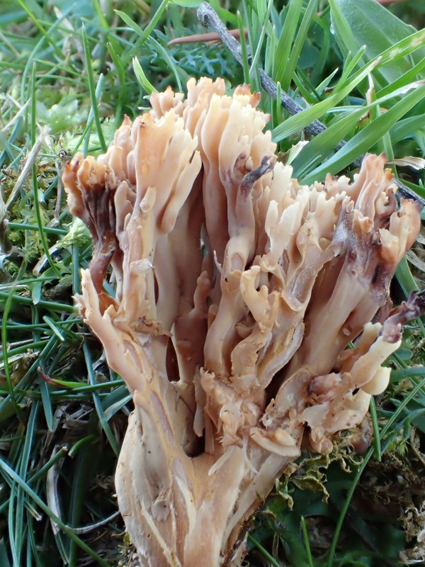 Anis-Koralsvamp (Ramaria gracilis)