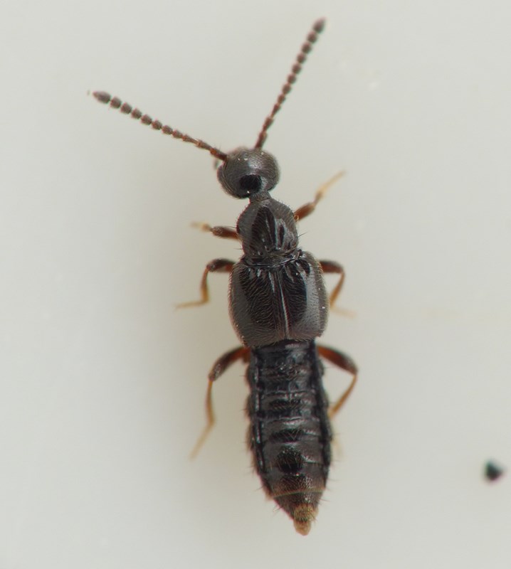 Autalia rivularis (Autalia rivularis)