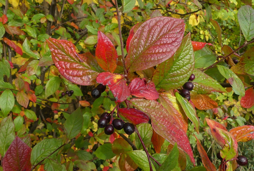 Cotoneaster moupinensis (Cotoneaster moupinensis)