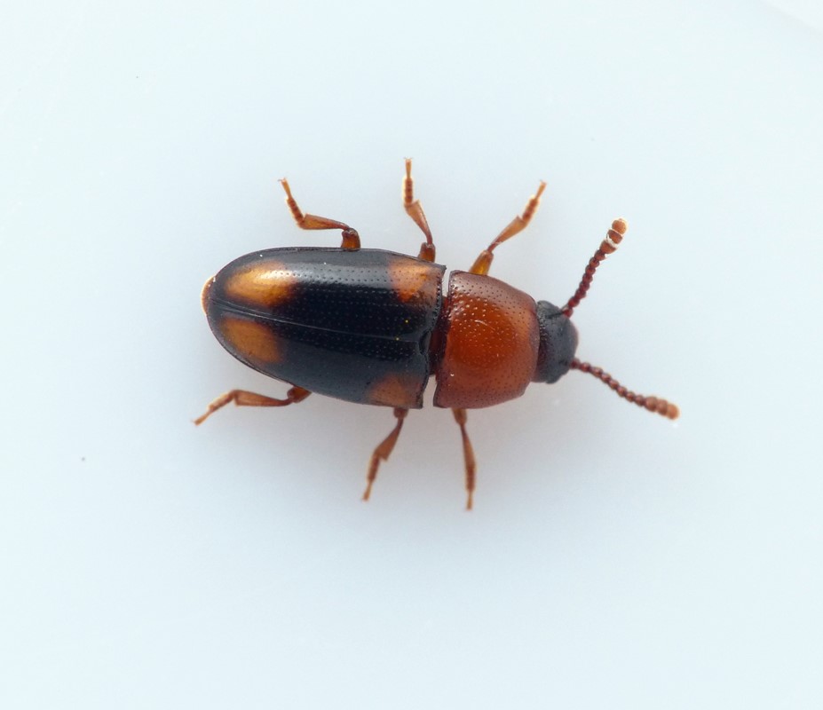 Combocerus glaber (Combocerus glaber)