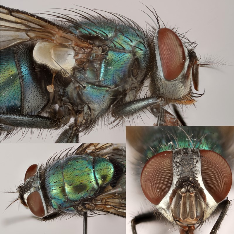 Lucilia ampullacea (Lucilia ampullacea)