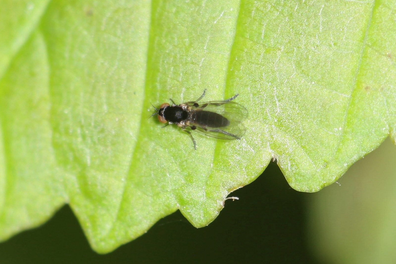 Agathomyia viduella (Agathomyia viduella)