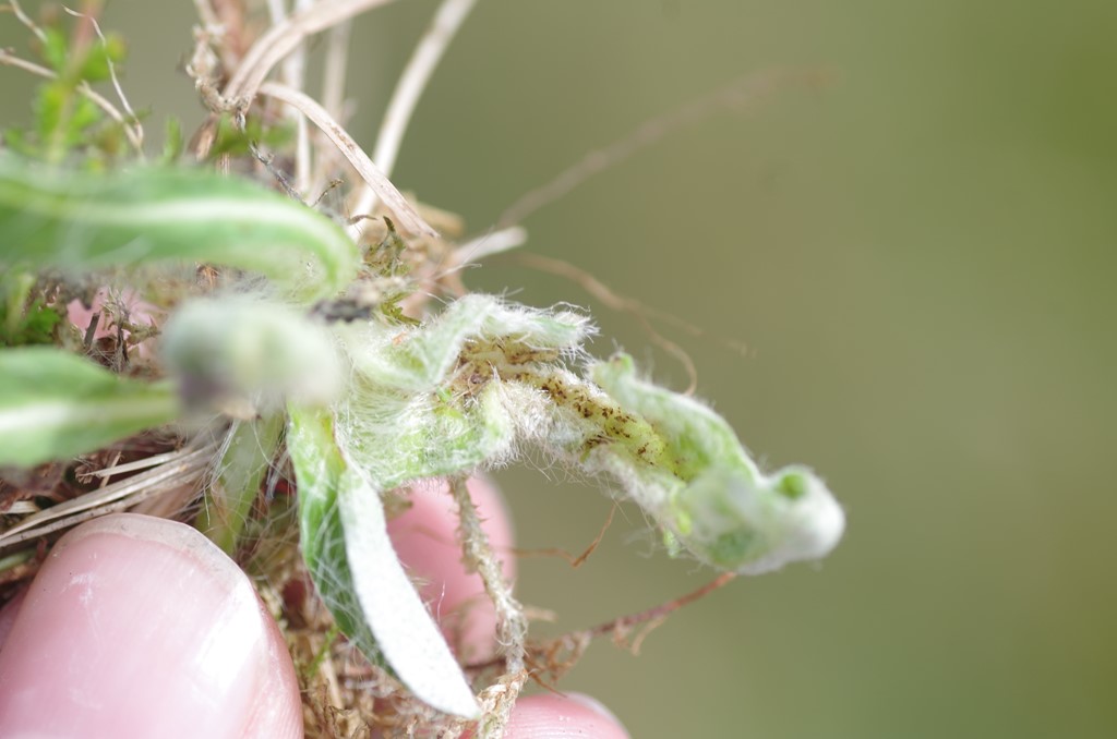 Macrolabis pilosellae (Macrolabis pilosellae)