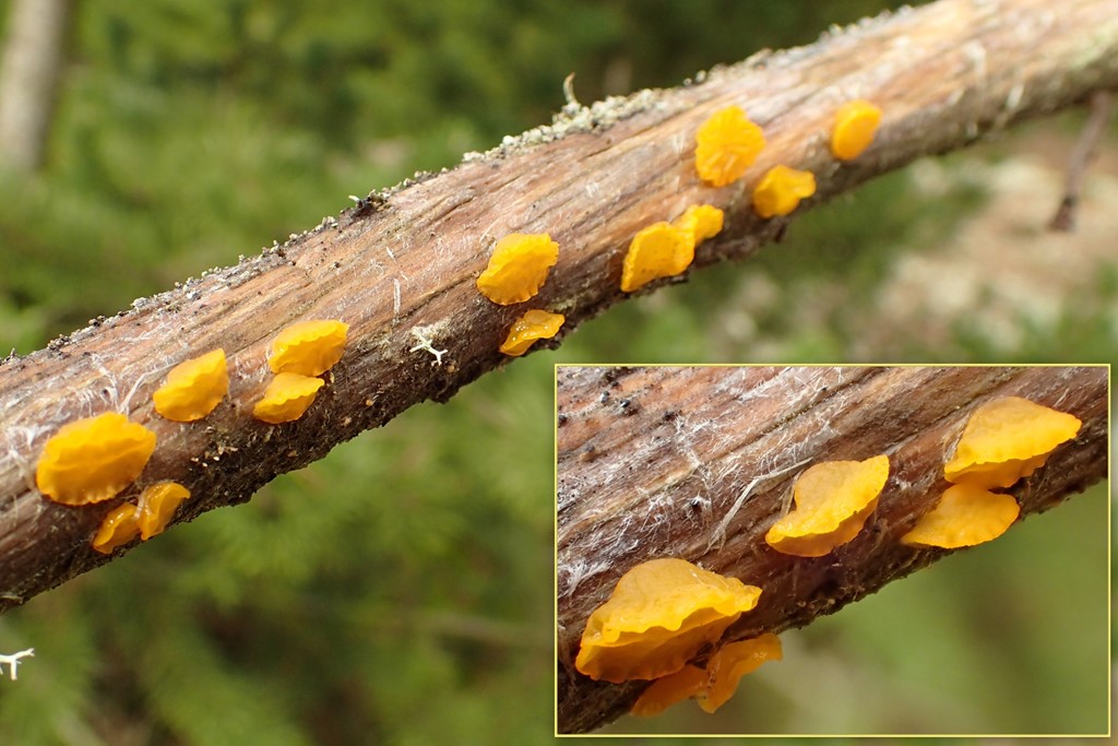 Knaldgul Tåresvamp (Guepiniopsis alpina)