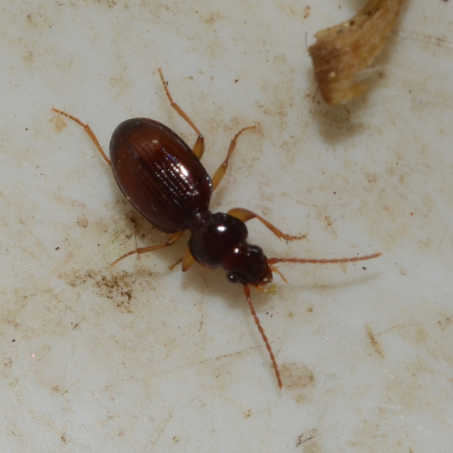 Oval Grotteløber (Epaphius secalis)