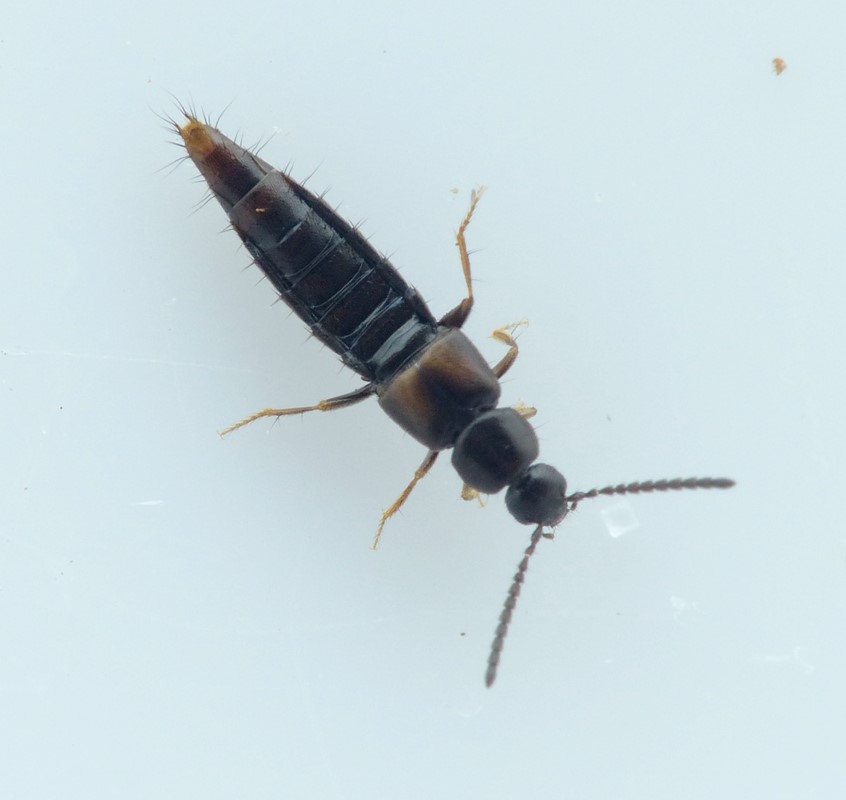 Atheta longicornis (Atheta longicornis)