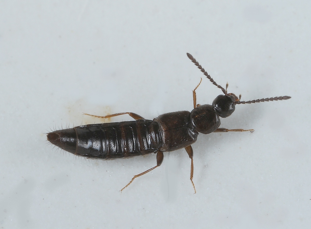 Liogluta alpestris (Liogluta alpestris)