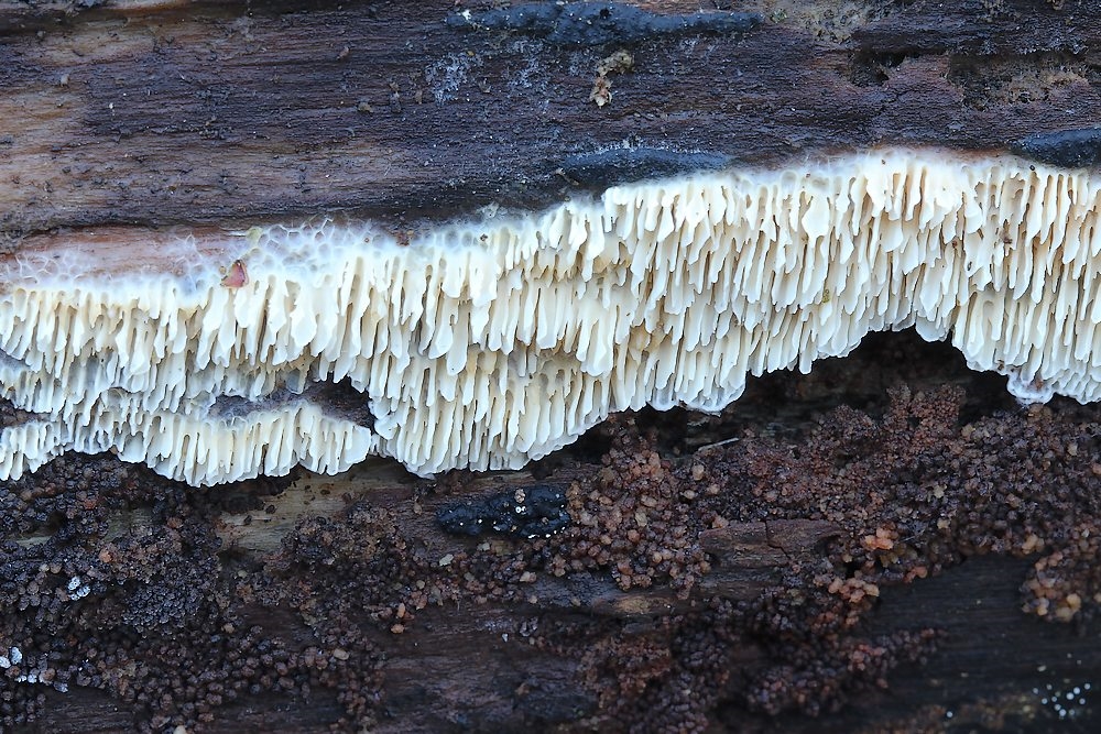 Ceriporiopsis aneirina (Ceriporiopsis aneirina)