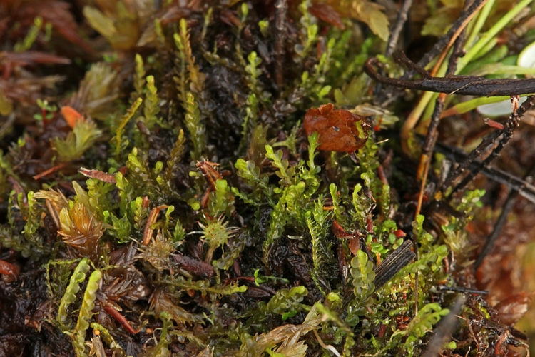 Forlænget Flagelmos (Odontoschisma elongatum)