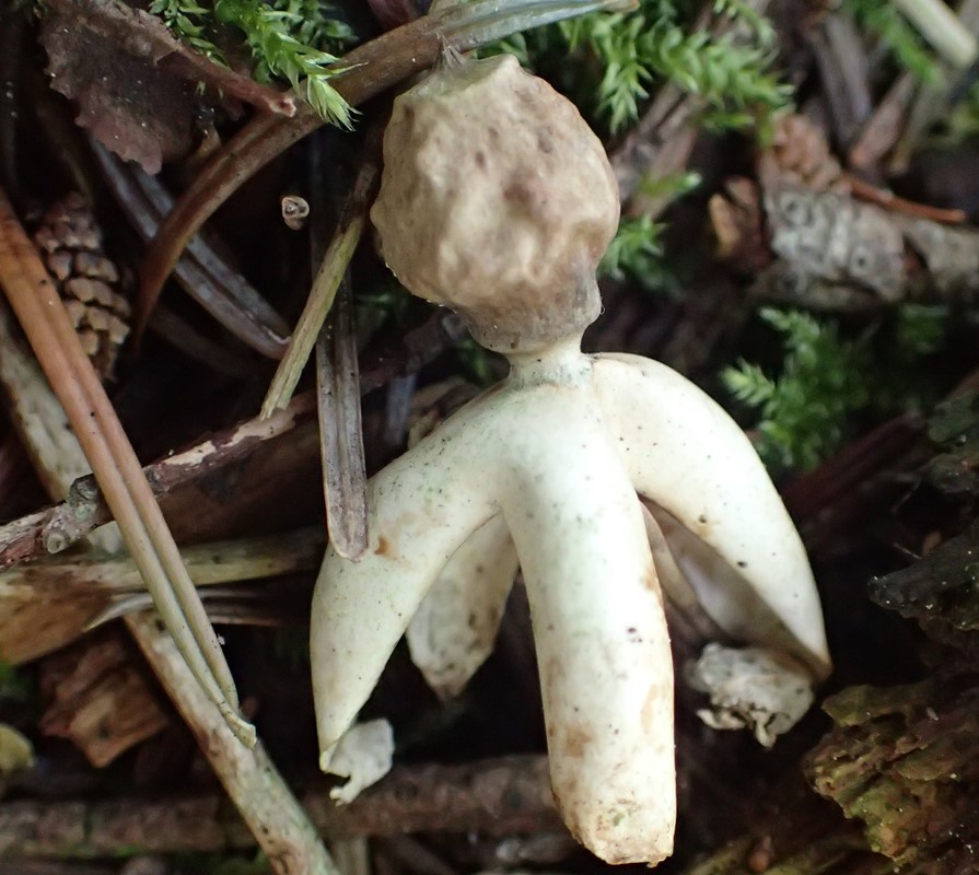 Firfliget Stjernebold (Geastrum quadrifidum)
