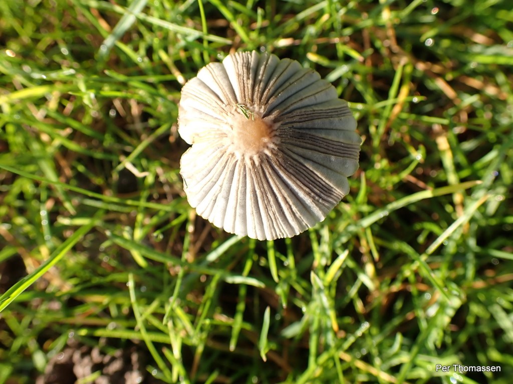 Udspilet Blækhat (Coprinellus hiascens)