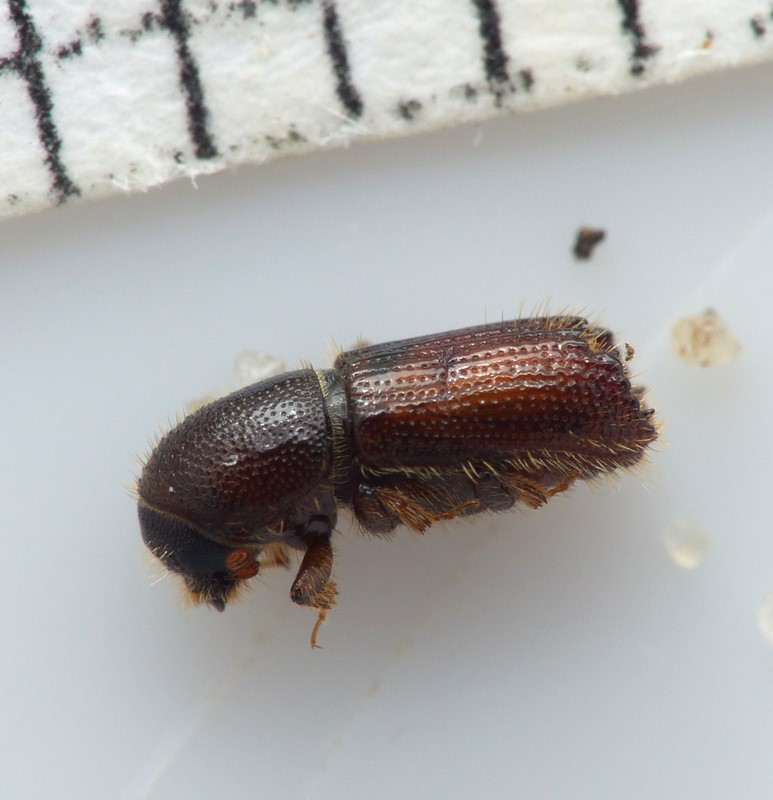 Lille Lærkebarkbille (Orthotomicus laricis)