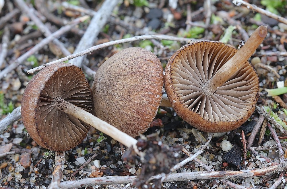 Psathyrella flexispora (Psathyrella flexispora)