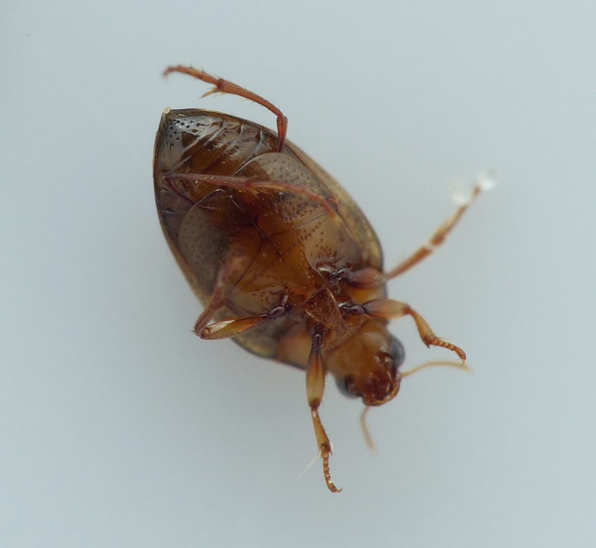 Haliplus furcatus (Haliplus furcatus)