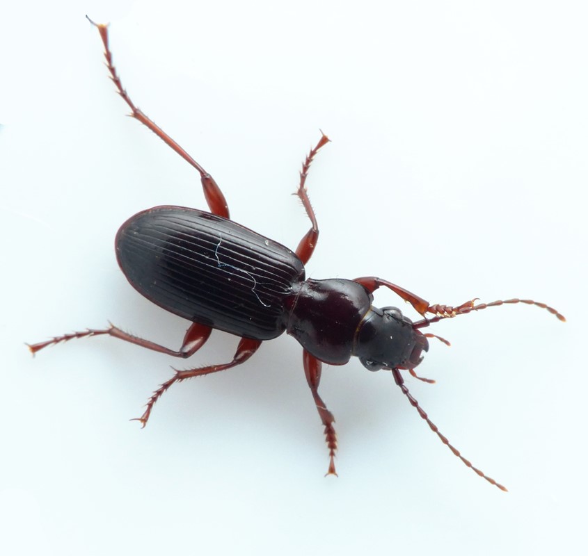 Flad Jordløber (Pterostichus macer)
