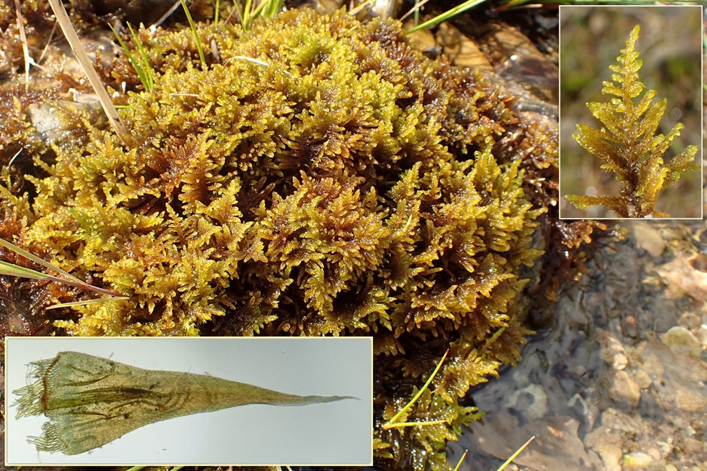 Bredbladet Vældmos (Palustriella commutata)