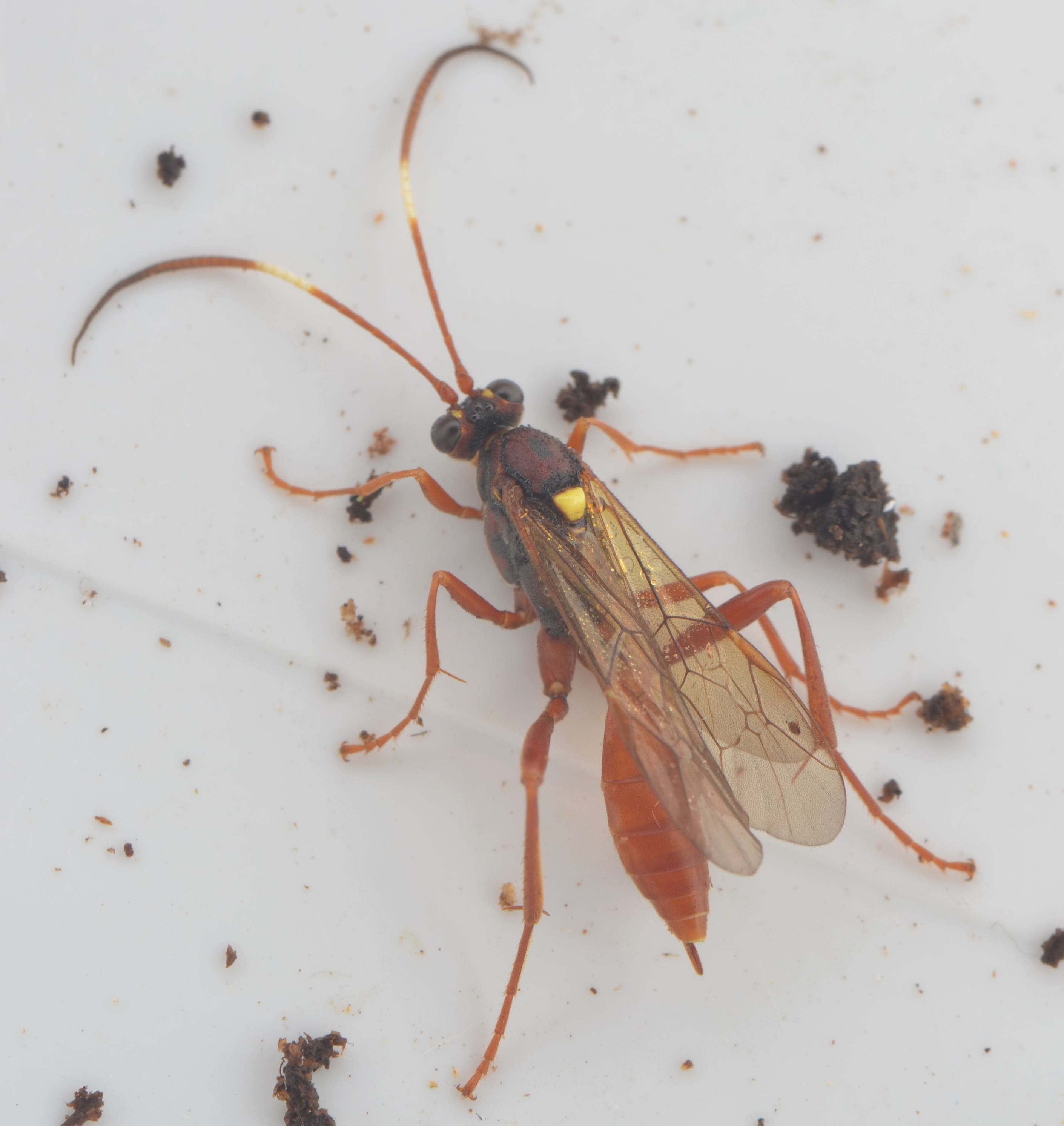 Zanthojoppa lutea (Zanthojoppa lutea)