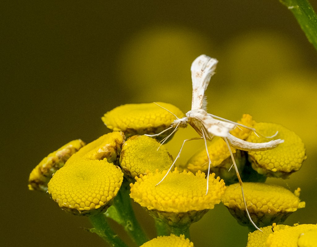 Porrittia galactodactyla (Porrittia galactodactyla)